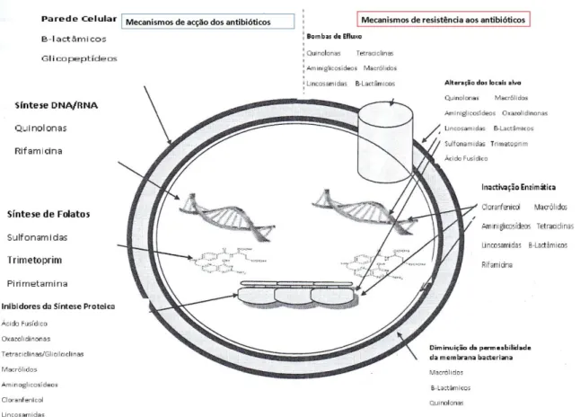 Figura  1.  Mecanismos  de  acção  dos  antibióticos  e  mecanismos  de  resistência  aos  antibióticos (adaptado de Tham, 2012)