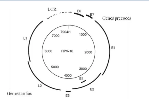 Figura 1. Representação esquemática da organização do genoma do HPV16, que pode  ser dividido em três regiões funcionais: a região precoce (E) que codifica seis proteínas,  E1,  E2,  E4,  E5,  E6  e  E7;  a  região  tardia  (L)  L1  e  L2  e,  região  regu