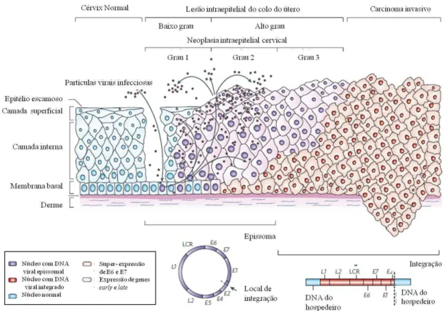 Figura  2.  Representação  do  ciclo  de  vida  do  HPV,  organização  do  genoma  e  sua  integração  no  genoma  do  hospedeiro