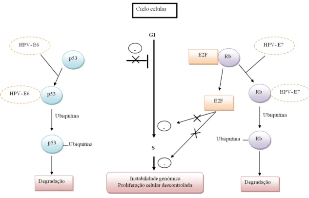 Figura  3.  Representação  esquemática  da  acção  das  proteínas  E6  e  E7  do  HPV  nas  proteínas  p53  e  pRb  (Retinoblastoma),  respectivamente  (adaptado  de  Zur  Hausen,  2002)