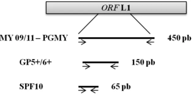 Figura  6.  Representação  da  open  reading  frame  (ORF)  L1  indicando  a  posição  dos  quatro conjuntos de primers mais utilizados na detecção do HPV (adaptado de Molijn et  al., 2005)