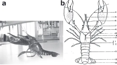 Fig.  1.  (a)  lagostim  vermelho  da  louisiana  (Procambarus  clarkii);  (b)  estrutura  anatómica  do  Procambarus  clarkii; 