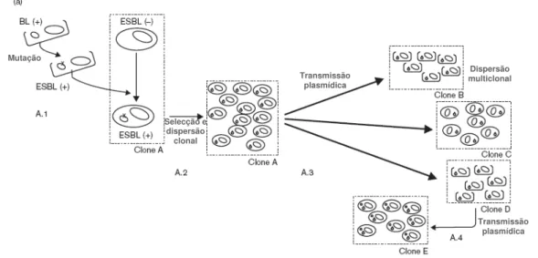Fig. 1.4.3- Emergência e persistência de genes bla ESBL  em bactérias: propagação clonal  e modelo de disseminação plasmídica (adaptado de Cantón et al., 2003)