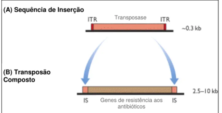 Fig. 1.4.6 – Estrutura de uma Sequência de Inserção (A) e de um Transposão Composto  (B) (adaptado de Brown, 2002)