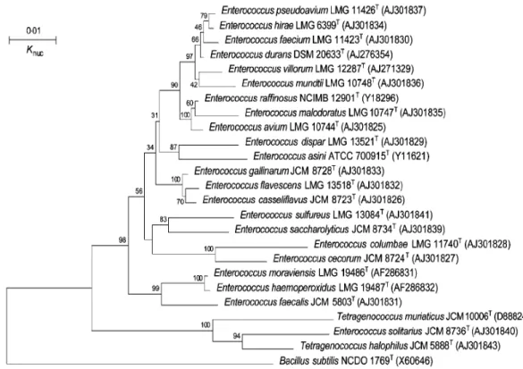 Figura  2  :  Árvore  filogenética  baseada  na  análise  das  sequências  genéticas  de  16S  rRNA de várias espécies de Enterococcus (adaptado de Ennahar e Cai, 2005)