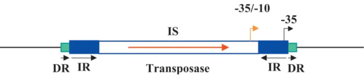 Figura 3: Características de IS;  DR- repetição directa; IR- repetição inversa (adaptado  de Depardieu et al., 2007)