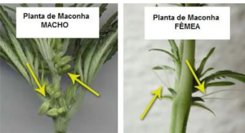 Figura  1.4  Planta  de  cannabis  macho  e  fêmea.  Na  figura  representada  à  esquerda,  as  setas apontam para os estames que libertam pólen