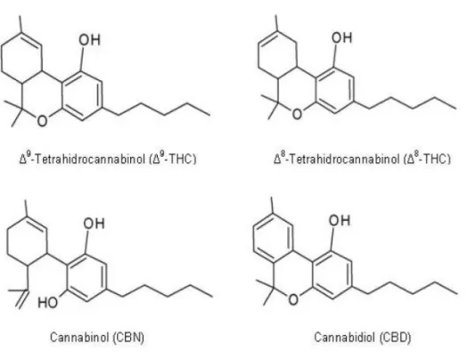 Figura 1.7  Estrutura dos quatro canabinóides mais  representativos  da  cannabis  sativa  (Netzahualcoyotzi-Pietra, 2009)