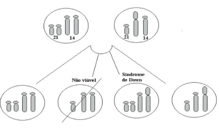 Figura 6:  Distribuição cromossómica por translocação entre os cromossomas 14 e 21 ( Fundación Catalana  Síndrome de Down, 1996:14)