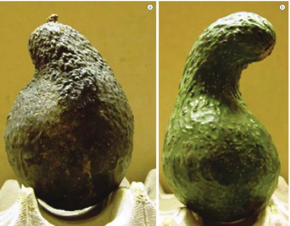 Figure 3. Anomalies in the shape of avocados, (a) crick-side;(b) crook-neck (Hofshi and Arpaia, 2002).
