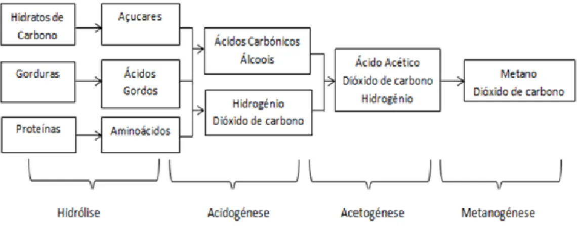 Figura 6 - As principais fases teóricas do processo de digestão anaeróbia. 