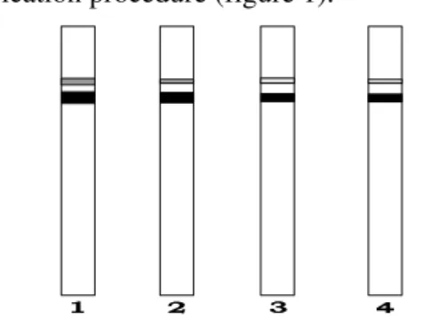Fig. 1 - Electrophoretic patterns of peroxidase. (1) crude extract, (2) DEAE-cellulose (peak), (3) Sephadex  G-100 (peak) and (4) hydroxylapatite (peak)