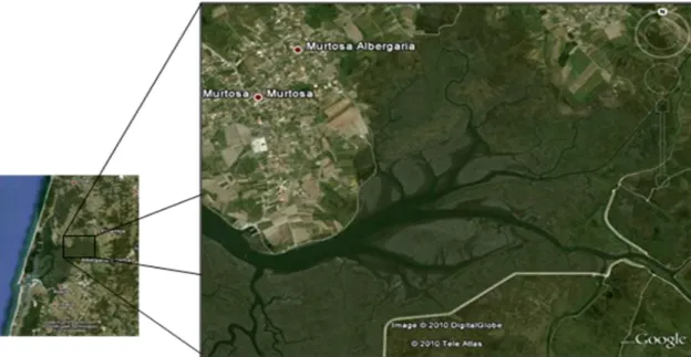 Figura II.1: Fotografia de satélite do local de colheita, Largo do Laranjo, Ria de Aveiro, Portugal