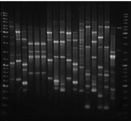 Figura  III.5:  Exemplos  de  padrões  de  fingerprinting  obtidos  por  ERIC- ERIC-PCR, realizado segundo o procedimento explanado na secção Materiais e  Métodos