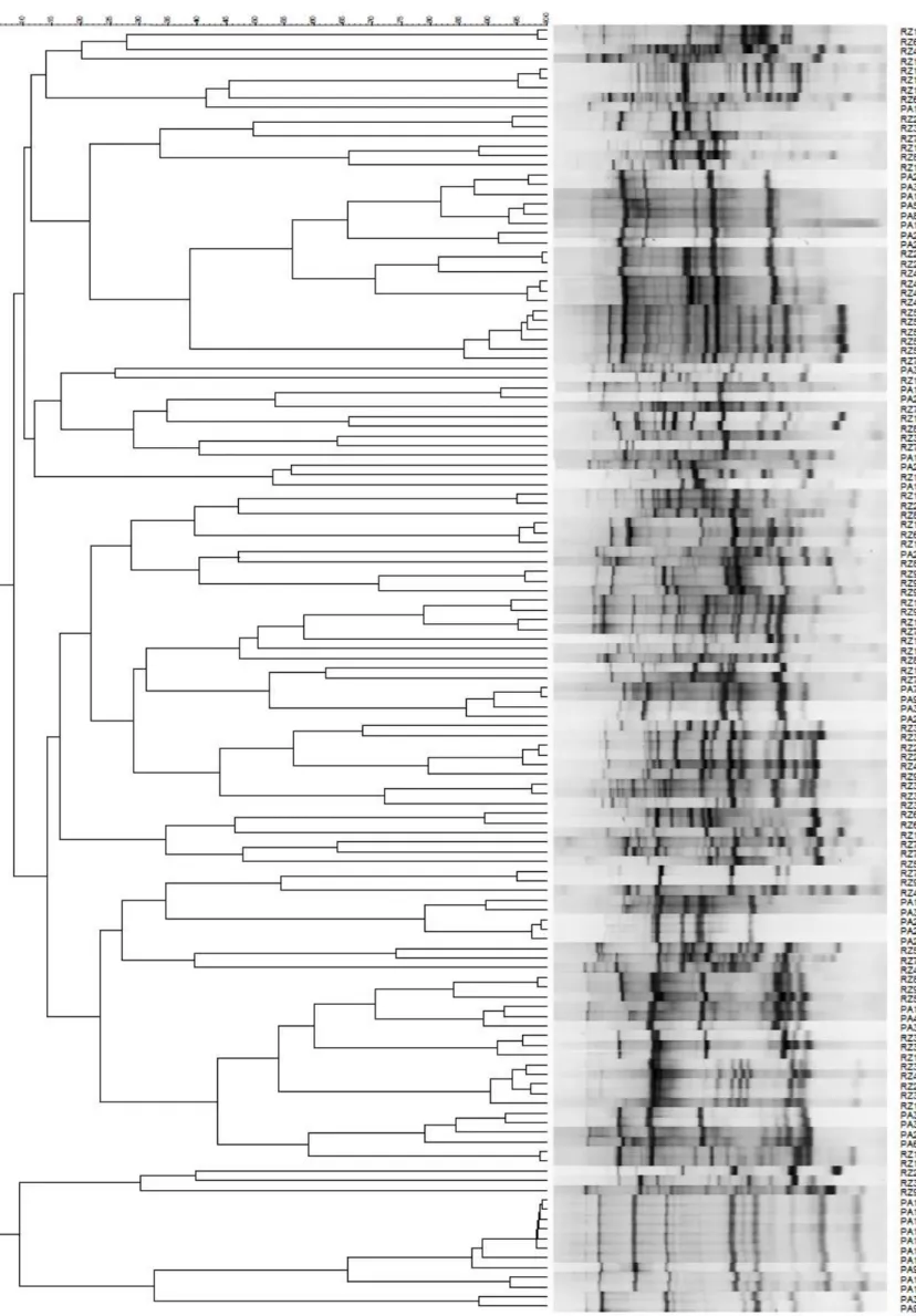 Figura III.6: Dendrograma representativo da similaridade genética dos isolados analisados