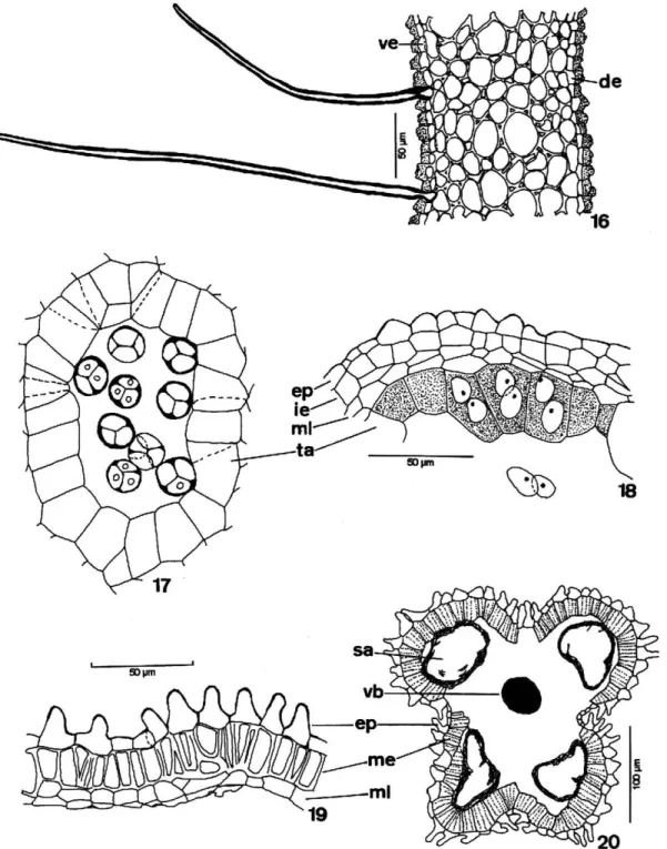 Figure 16-20. 16 - Structural detail of the staminal tube wall of T.catigua; 17: Detail of the secretory tapetum and the microspores in tetrads in T