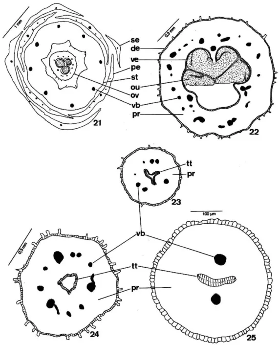 Figure 21-25 - Diagrams of the cross-sections. 21: Flower of the T. pallida ; 22: Upper portion of the ovary in T.