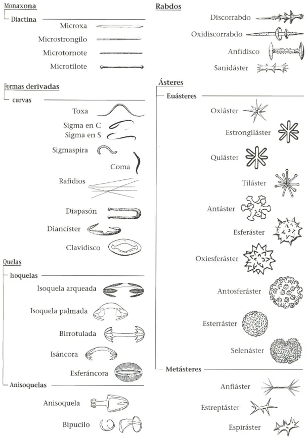 Fig. 6: Tipos e subtipos de microscleras mais comuns (Hofrichter, 2005) 