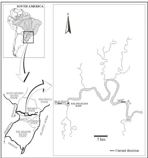 Figure 2 - Geographic localization of the stretch of Iguaçu River where the samples were taken