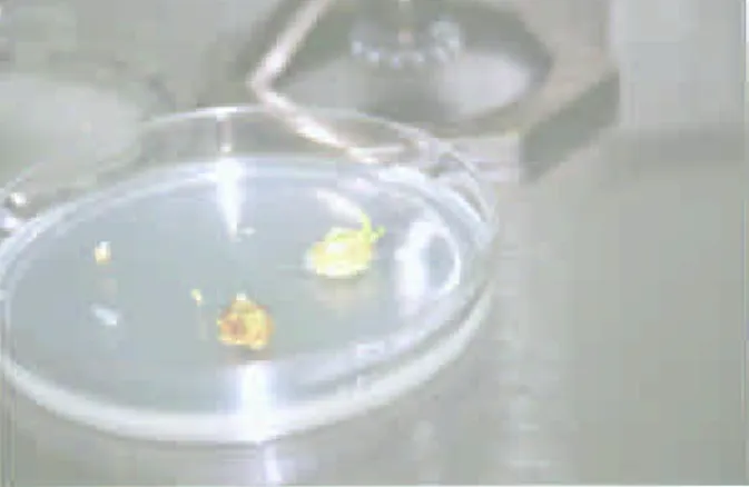 Figure 1 - Explants in Selection Medium with isolated sites of transformation