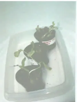 Figure 2 – Explants with strong shoots in rooting medium