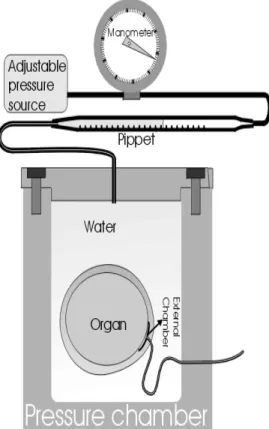 Figure 1 - Pressurized potometer to study intercellular  air volume in compression assays