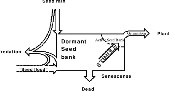 Figure 7 - Schematic diagram of population dynamics of seeds in soil for floodplains (based on Harper, 1977, with complementation).