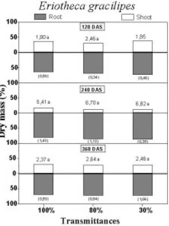 Figure 6 - Mean values of the root/shoot ratio (above the bars) in Eriotheca gracilipes at 120, 240 and 360 days after sowing (DAS) grown under different radiation availability (100, 80 and 30% of transmittance)