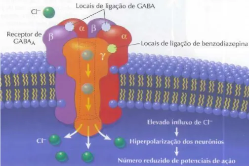 Figura  3. Modelo hipotético do complexo  macromolecular GABA A - canal iónico de cloro (Raffa, Beyzarov e  Rawls, 2006) 