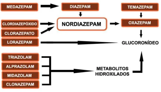 Figura 5. Biotransformação de algumas benzodiazepinas usadas na terapêutica (adaptado de Rang e Dale, 2007) 
