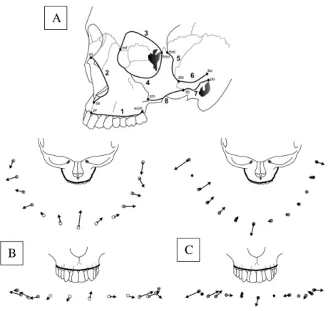 Figura 1 - Alterações da curvatura do arco maxilar. (A) Traçado da curvatura do lado direto da  face (Curvatura maxilar – 1; pontos “pr” até “ecm”); Vetores do processo alveolar maxilar, vista 