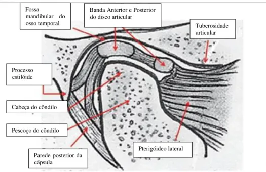 Figura 7 - Anatomia da ATM – boca fechada (Choi et al., 2012). 