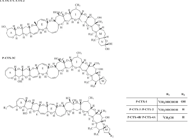 Figure 1.3 Structures Caribbean (C) and Pacific (P) CTX-group toxin. The energetically less favored epimers, P-CTX-2 (52-epi P-CTX-3), P- P-CTX-4A (52-epi P-CTX-4B) and C-CTX-2 (56-epi C-CTX-1) are indicated in parenthesis