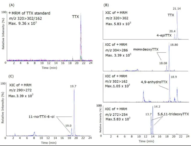 Figure 2.6 - Mass chromatograms of the LC-ESI-CID-MS/MS obtained under MRM operation of the TTX standard and naturally-contaminated  samples of Charonia lampas and Lagocephalus sceleratus