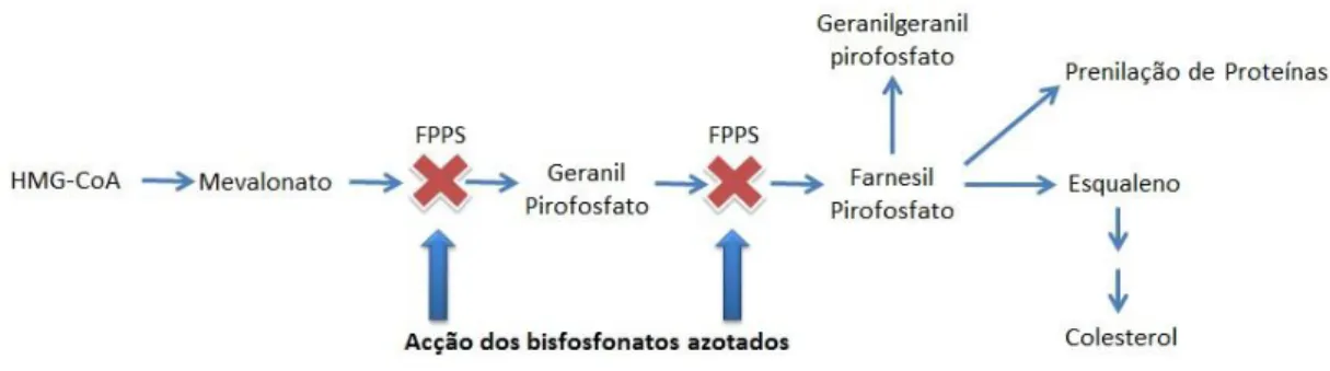 Figura 4- Interação dos BF’s na via do mevalonato. (Adaptado: Drake M.,  et al 2008) 