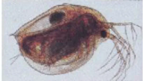 Figura 5.  Daphnia  magna  (pulga-da-água)  (adaptado  de  Agência  Portuguesa  do  Ambiente, 2015)