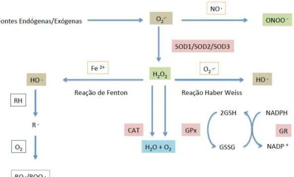 Figura 7.  Interligação  das  funções  dos  agentes  oxidantes  enzimáticos  (adaptado  de  (Sanders, 2010)