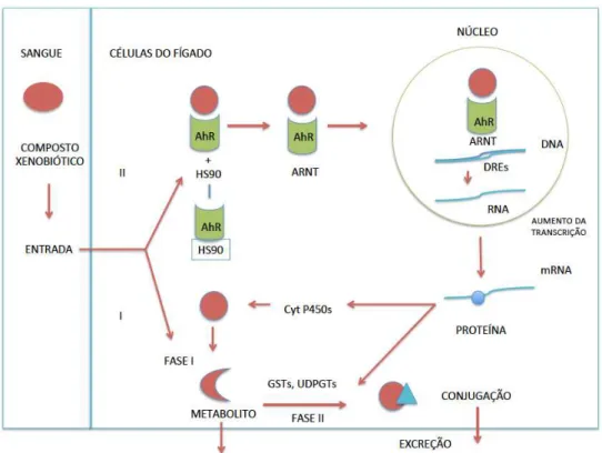 Figura 10.  Representação  simplificada  do  destino  dos  xenobióticos  em  células  hepáticas