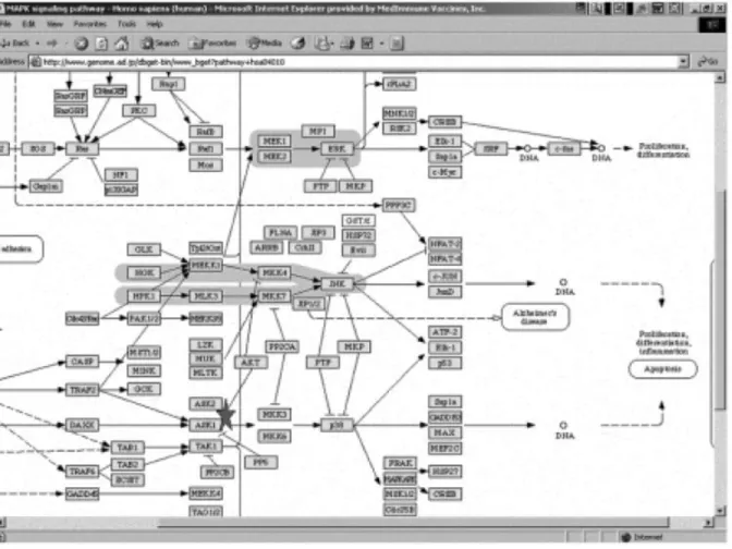 Figura  3.  Impressão  de  ecrã  da  ASK1  na  via  da  proteína  quinasemitogénica  ativada  (MAP).Impressão  tirada  de  um  processamento  de  bioinformação  na  base  de  dados  KEGG (Yan, 2008:80)