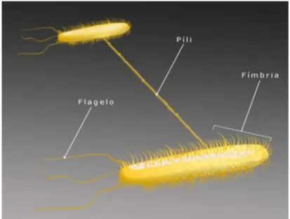 Figura 4. Pili, flagelos e as fímbrias de uma bactéria. 