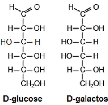Figura 3. Estrutura molecular da D-glucose e D-galactose. Adaptado de: Kim e  Chae, 2012