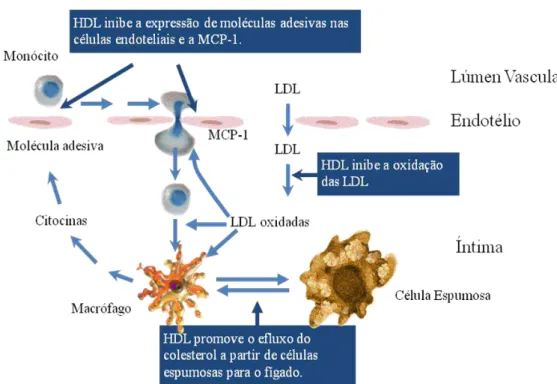 Figura  4:  Acções  anti-ateroscleróticas  do  HDL-c  (adaptado  de  Barter  et  al.,  2004)