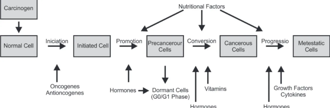 Figure 3. Factors involved in carcinogenesis.