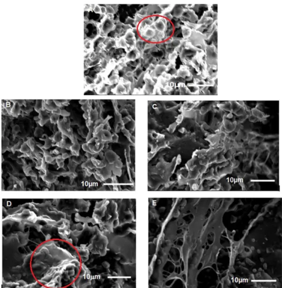 Figura 6. Fotomicrografias com aumento 1500× e 15kV da massa padrão (A) e das massas adicionadas de 2% (B), 4% (C), 6% (D)  e 8% (E) de colágeno em fibra.