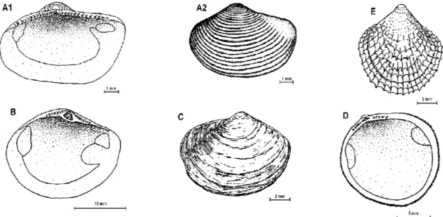 Fig. 2: A 1 , A 2  - Nuculana inaequisculpta; B – Yoldia eightsi; C – Yoldiella sabrina; D - Limopsis lilliei; E – Philobrya sublaevis.