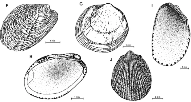 Fig. 3: F - Philobrya wandelensis; G – Adacnarca nitens; H - Lissarca miliaris; I – Lissarca notorcadensis; J - -Limatula pygmaea.