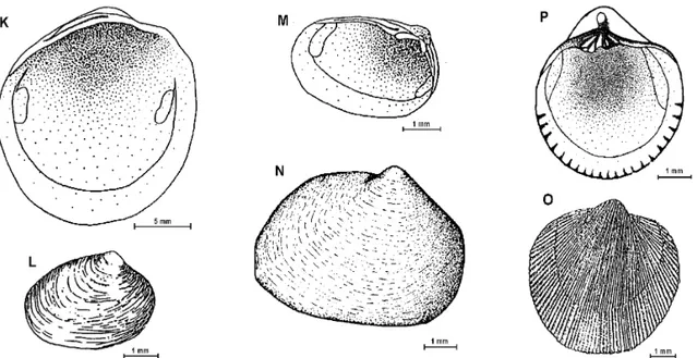 Fig. 4: K – Thyasira falklandica; L – Mysella miniuscula; M – Mysella charcoti; N – Cyamiomactra laminifera; O -  Cyamiocardium denticulatum; P – Cyamiocardium crassilabrum.
