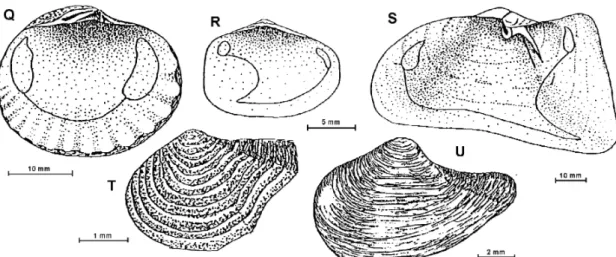 Fig. 5: Q - Cyclocardia astartoides; R – Thracia meridionalis; S – Laternula elliptica; T - Cuspidaria kerguelenensis; U - Cuspidaria infelix.
