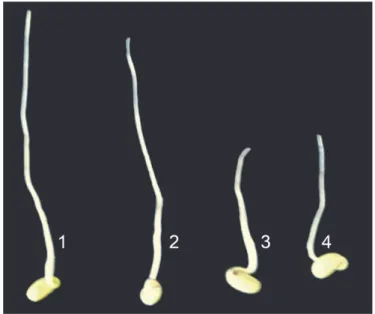 Tabela 1. Peso e comprimento de brotos da cultivar de soja BRS 216 e das linhagens de soja.