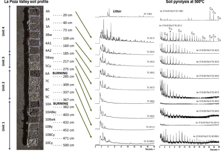 Fig. 5. Analysis of soil samples by analytical pyrolysis (Py-GC/MS).